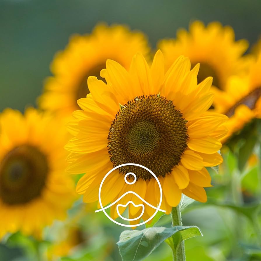 Amazon | 【フロリハナ公式】 サンフラワーオイル ヒマワリ油